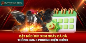 Bật Mí Bí Kíp Xem Ngày Đá Gà Thông Qua 3 Phương Diện Chính