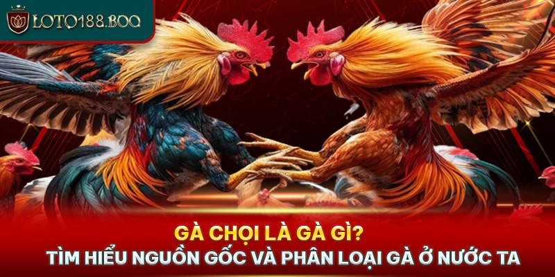 Gà Chọi Là Gà Gì? Tìm Hiểu Nguồn Gốc Và Phân Loại Gà